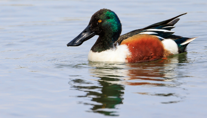 Migrateurs hivernants en baie de Lancieux